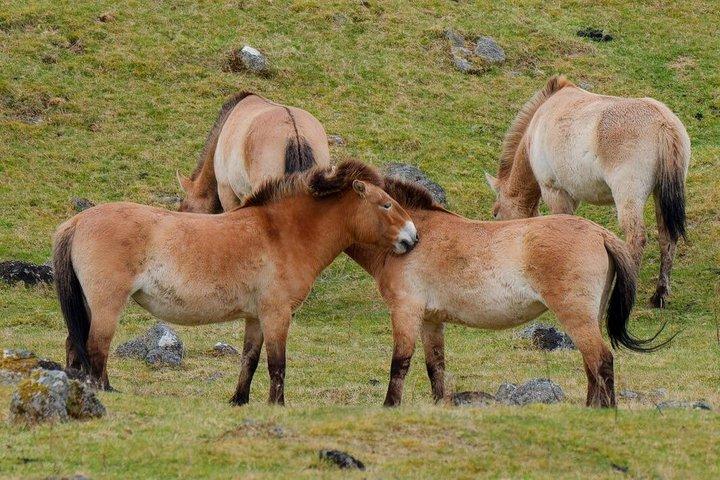 Hustai National Park Day Tour
