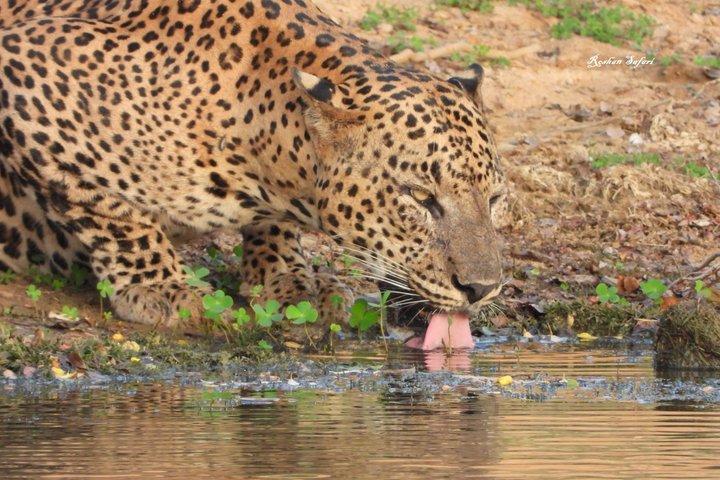 Yala National Park Half-Day Wildlife Jeep Safari by Roshan Safari