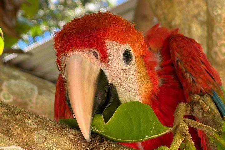 6-Day Amazon Odyssey: Private Amacayacu Ancestral Expedition
