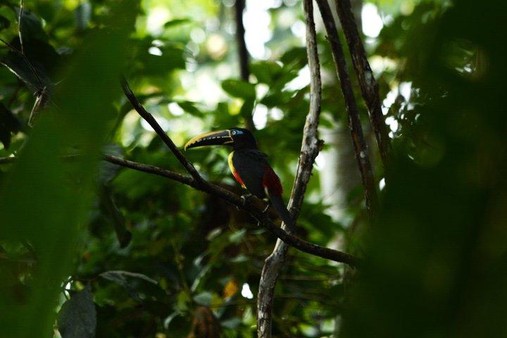 6-Day Amazon Odyssey: Private Amacayacu Ancestral Expedition