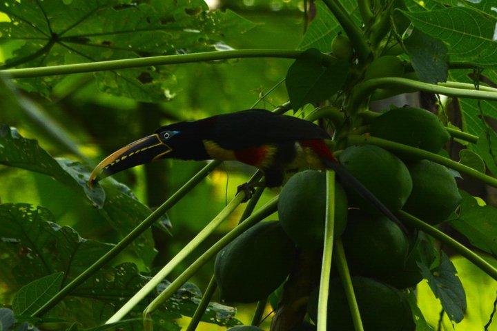 6-Day Amazon Odyssey: Private Amacayacu Ancestral Expedition