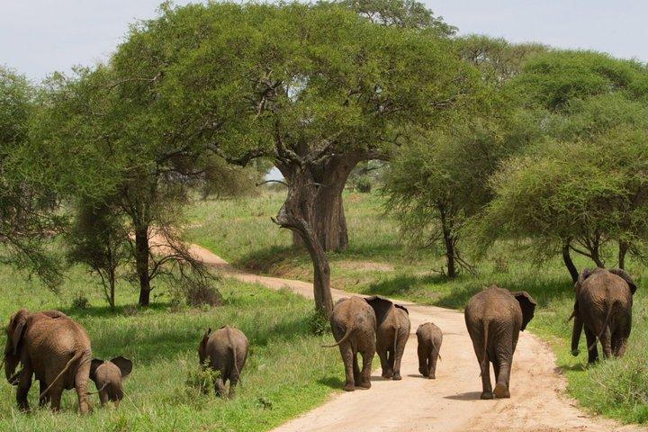 2 Days Tarangire and Ngorongoro Safari