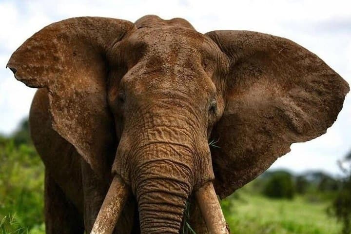8-Day Private Kenya Safari, Wildlife & Watamu Beach Experience