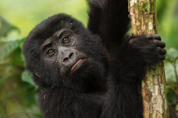 8 Days Uganda Safari including Chimpanzees and Gorillas