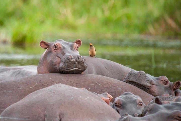 8 Days Uganda Safari including Chimpanzees and Gorillas