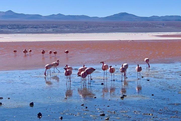 Uyuni Salt Flats 3 Day Tour to San Pedro Atacama Bus from La Paz