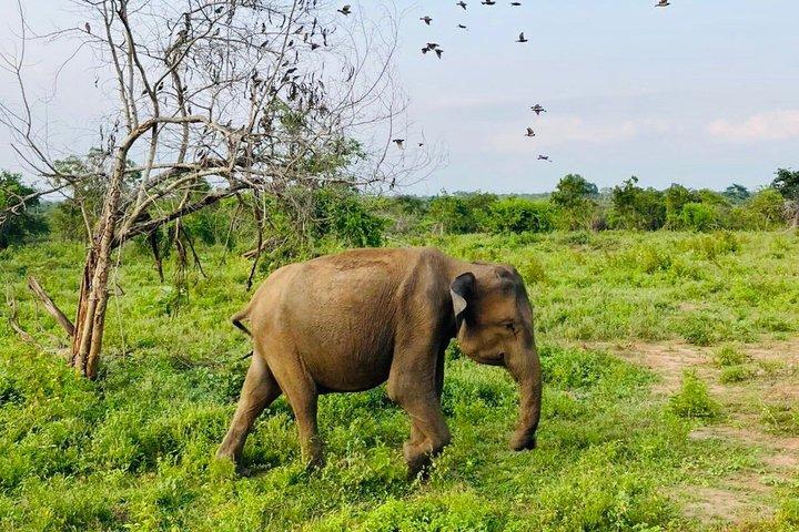 Safari tours in Udawalawa
