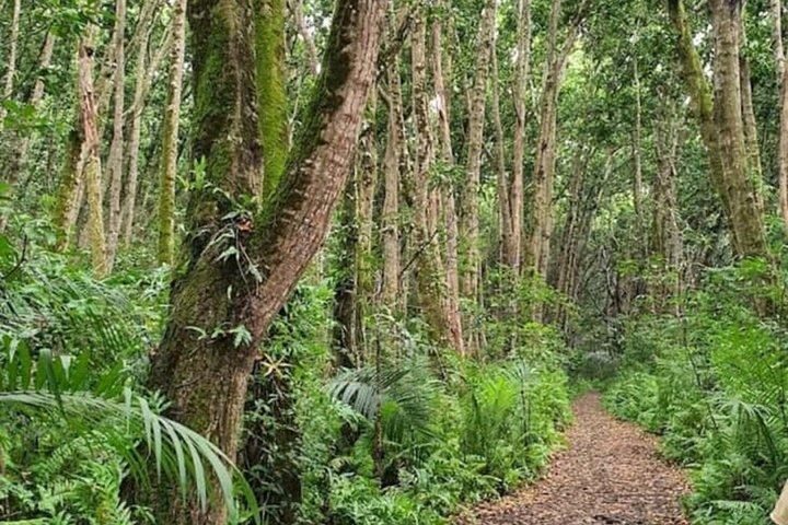 Jozani Forest Salaam Cave and Rock Restaurant Tour in Zanzibar
