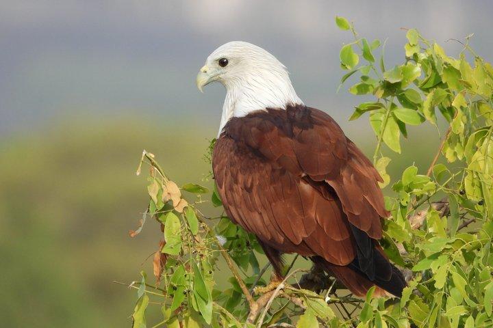 Yala National Park Half-Day Wildlife Jeep Safari by Roshan Safari