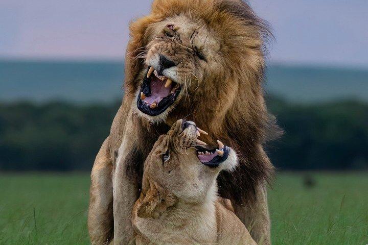 3 Days Serengeti Safari and Ngorongoro Crater Private Tour