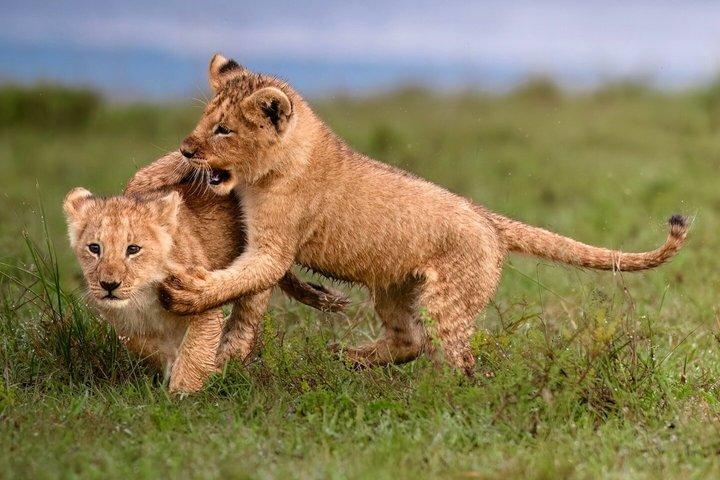3 Days Serengeti Safari and Ngorongoro Crater Private Tour