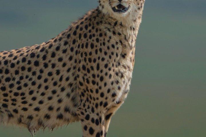 3 Days Serengeti Safari and Ngorongoro Crater Private Tour