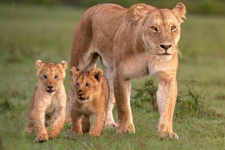 3 Days Serengeti Safari and Ngorongoro Crater Private Tour