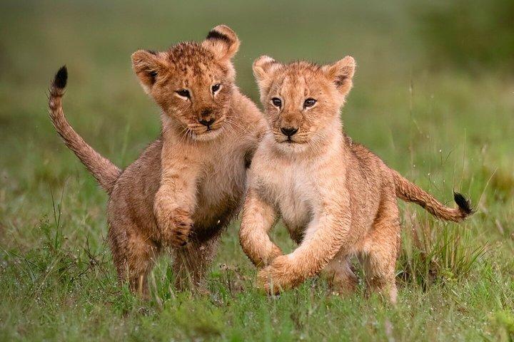 3 Days Serengeti Safari and Ngorongoro Crater Private Tour