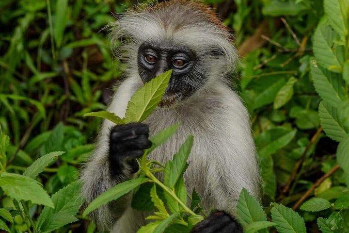 Jozani Forest Salaam Cave and Rock Restaurant Tour in Zanzibar