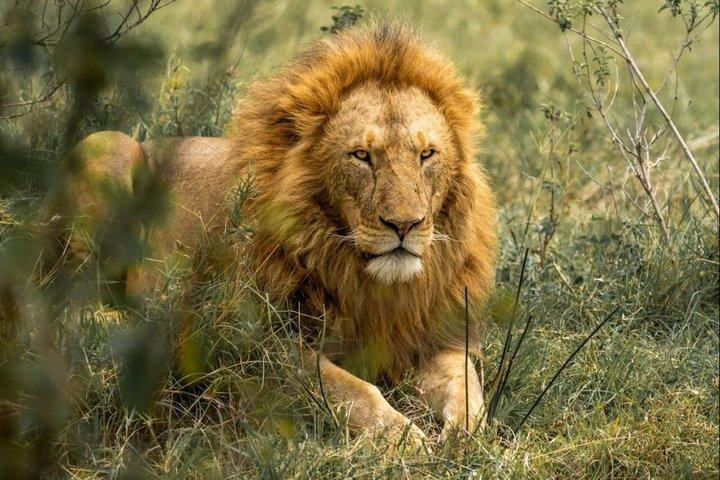 6 Days group safari to Mara, Nakuru and Amboseli National park