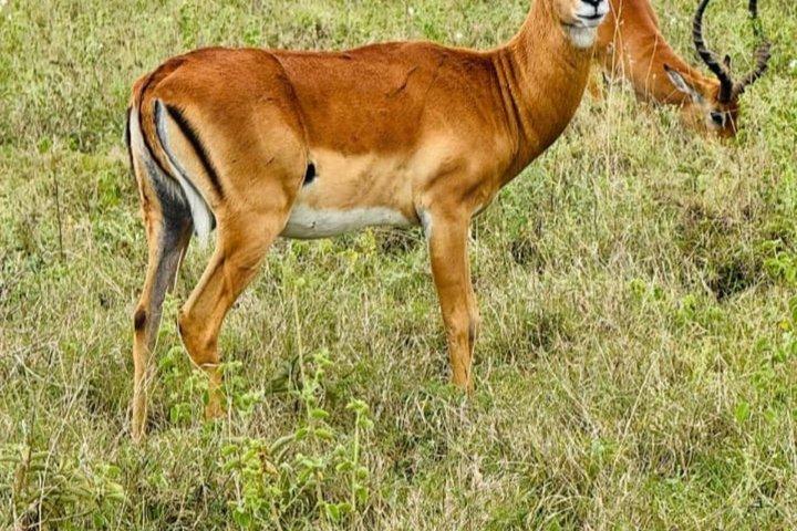 6 Days group safari to Mara, Nakuru and Amboseli National park