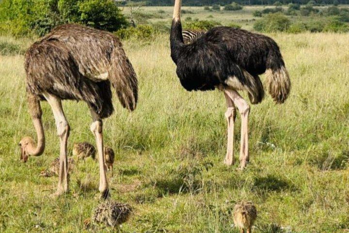 6 Days group safari to Mara, Nakuru and Amboseli National park