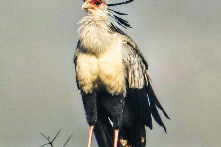6 Days group safari to Mara, Nakuru and Amboseli National park