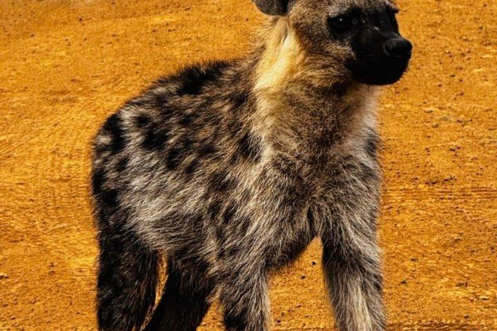6 Days group safari to Mara, Nakuru and Amboseli National park