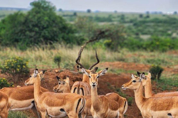 Full day Private Tour of Tsavo East National Park from Mombasa