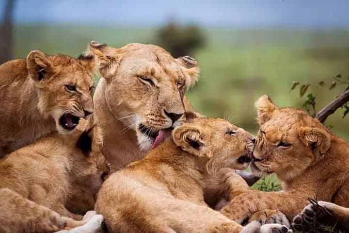 Ol Pejeta Day Tour from Nairobi