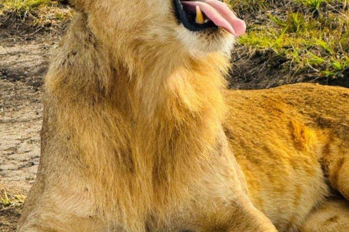 Full day Private Tour of Tsavo East National Park from Mombasa