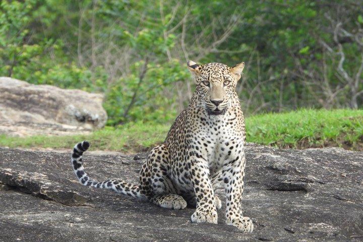 Yala National Park Half-Day Wildlife Jeep Safari by Roshan Safari