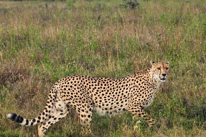 5 Hours Safari to Nairobi National Park.