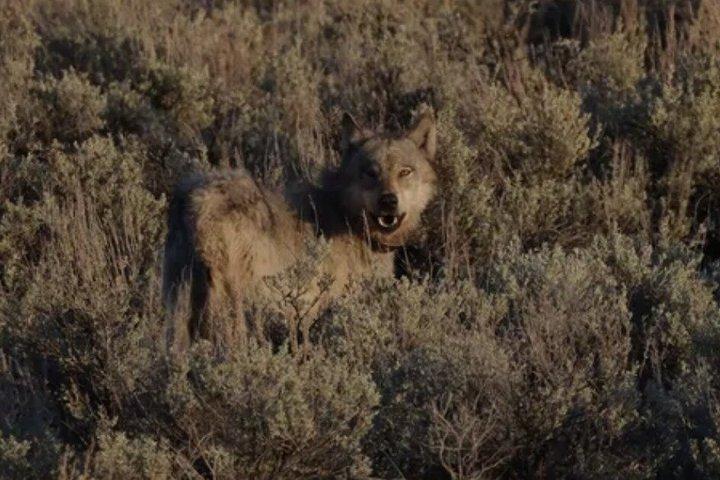 Private VIP Yellowstone National Park Tour from Jackson Hole