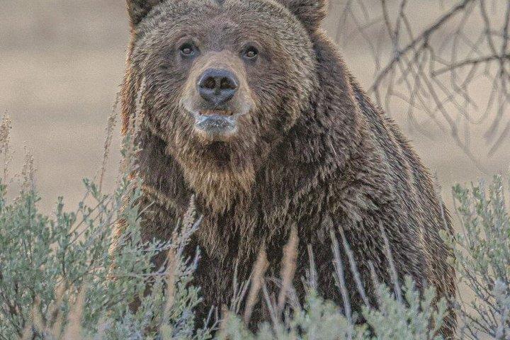 Private VIP Yellowstone National Park Tour from Jackson Hole