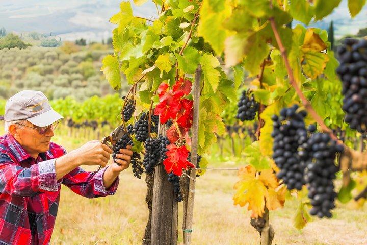Chianti Half Day Wine Tour with Tasting from Florence