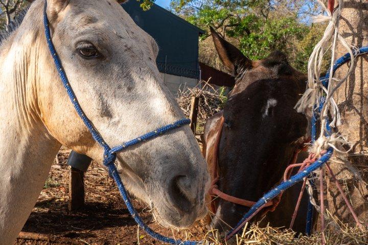 ATV and Horseback Riding Combo Tour in Conchal Beach