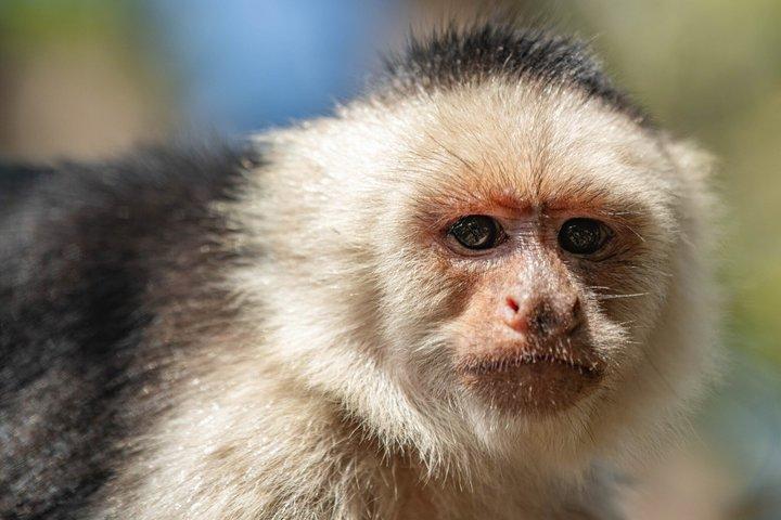 Monkey, Sloth and Jaco Beach Adventure