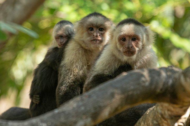 Monkey, Sloth and Jaco Beach Adventure