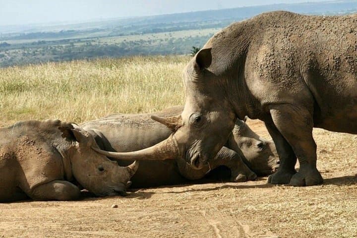 Day Tour Nairobi National Park, Giraffe Center and Karen Blixen