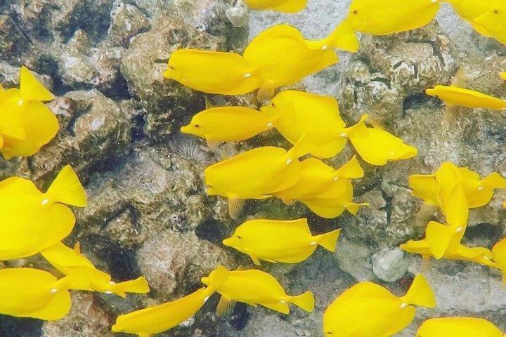 The Best of Kona Snorkeling Trips-Best Value Snorkeling Guarantee