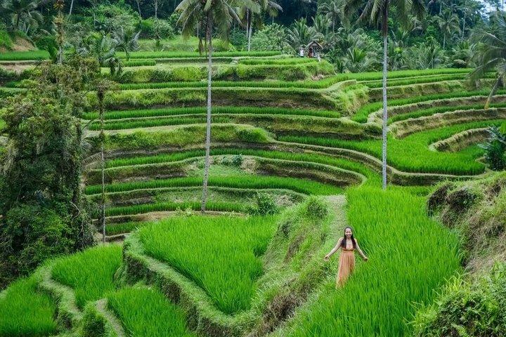 Ubud : Best of Bali Private Tour with Guide and All-Inclusive