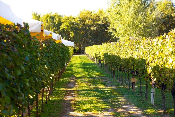 Chianti Half Day Wine Tour with Tasting from Florence
