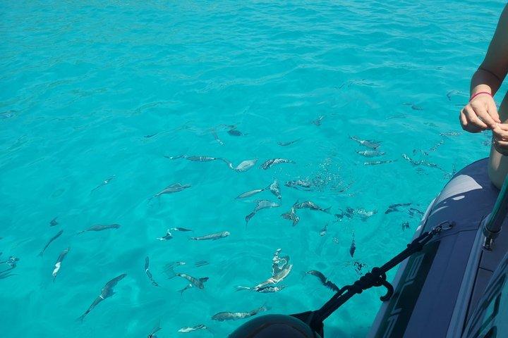 Half Day Kornati Telascica and Blue Lagoon Boat Tour