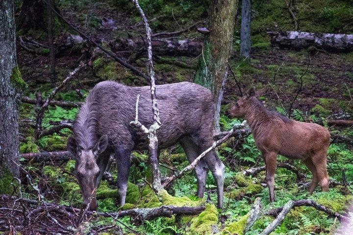 From Helsinki: Moose & Wildlife Safari with Campfire Dinner