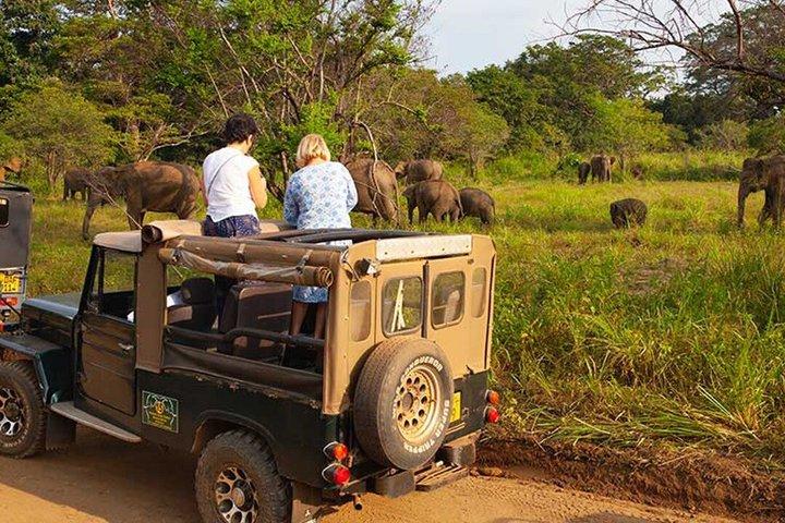 Sigiriya Rock, Village Tour and Wildlife Safari from Pasikuda