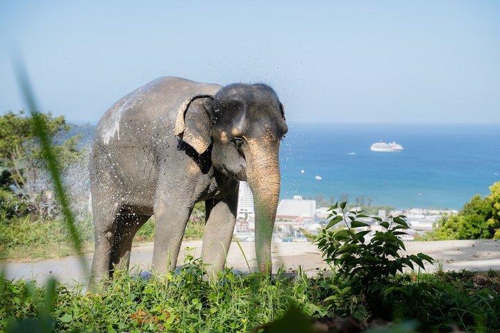 Elephant Sanctuary Small Group Tour in Phuket