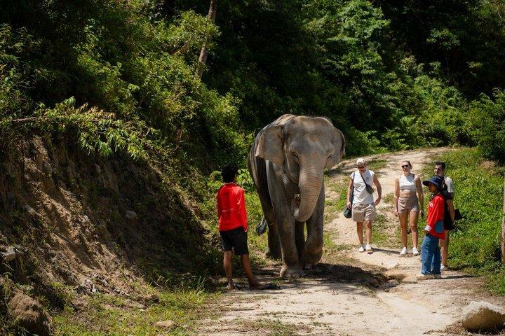 Elephant Sanctuary Small Group Tour in Phuket