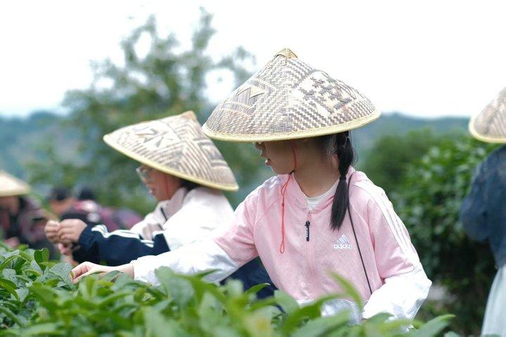Guilin Tea Picking and Processing Yangshuo Qixian Peak