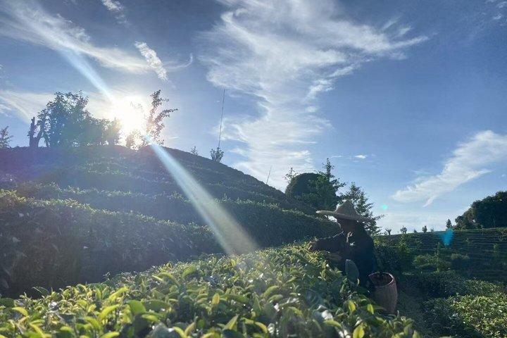 Guilin Tea Picking and Processing Yangshuo Qixian Peak