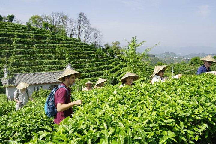 Guilin Tea Picking and Processing Yangshuo Qixian Peak
