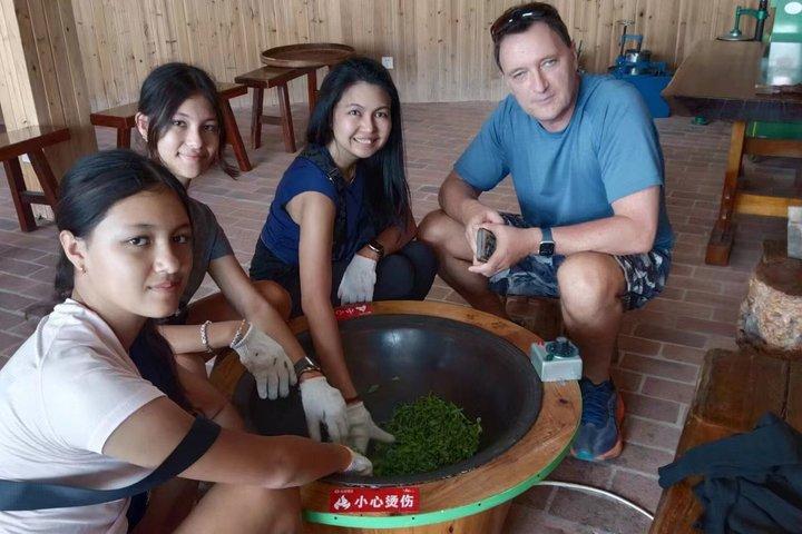 Guilin Tea Picking and Processing Yangshuo Qixian Peak