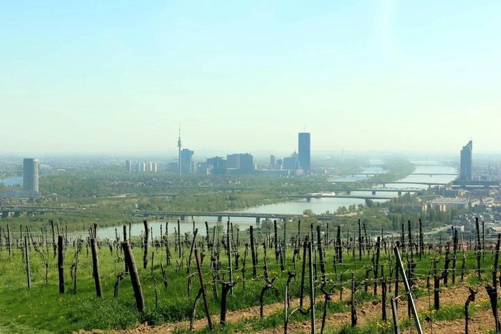 Vienna Wine & Vineyard Walk 2,5: Above the Rooftops (DE/EN)