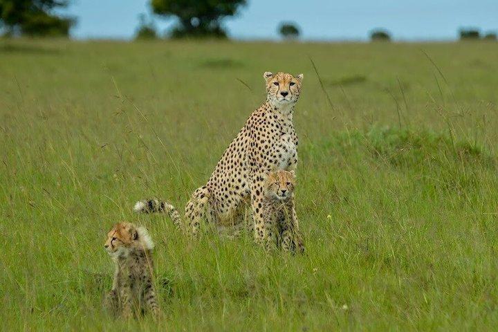 Nairobi National Park Half Day Game Drive With Guide